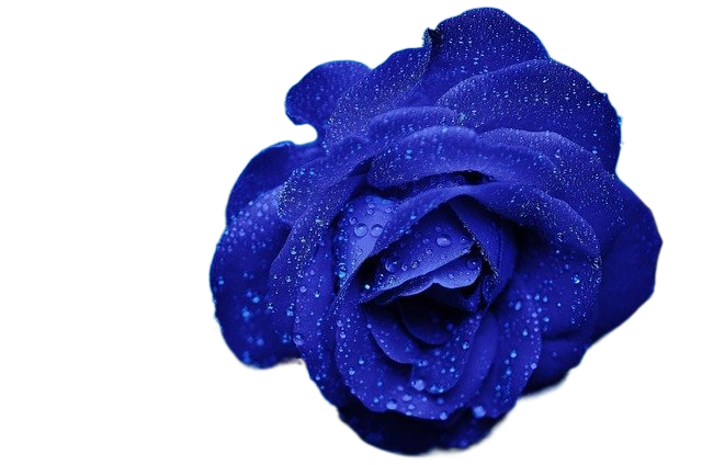 rose, flower, dew 玫瑰,花,露水