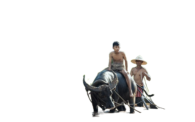 water buffalo, riding, farm 水牛、骑马、农场