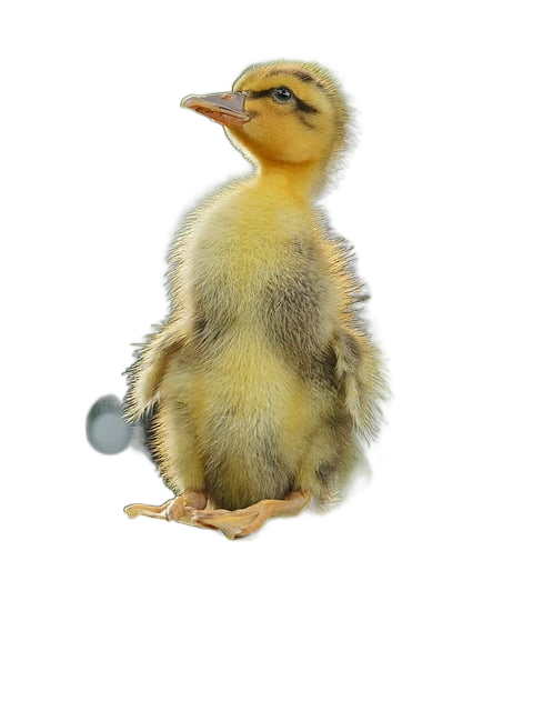 duck, bird, beak 鸭子,鸟喙