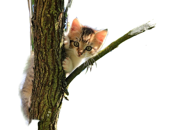 cat, kitten, tree 猫,小猫,树