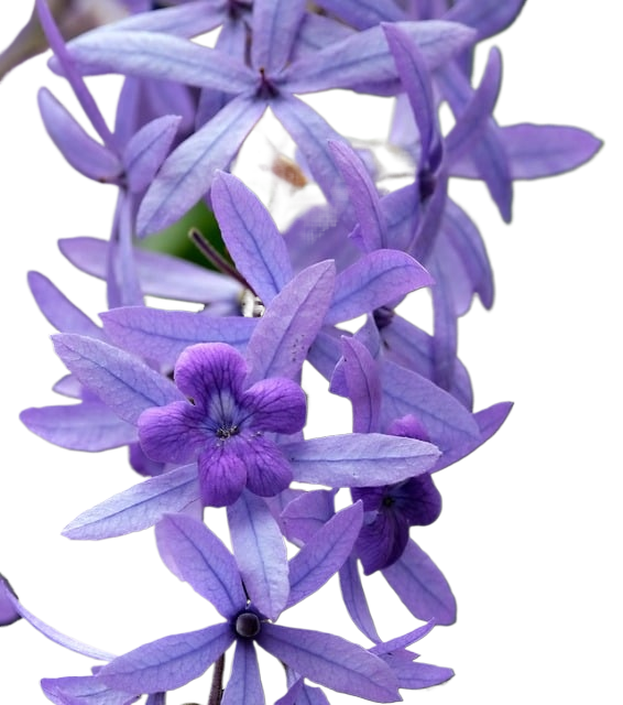 flower, flora, nature