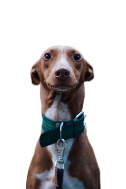 dog, pharaoh hound, ginger