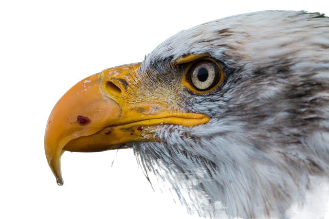 bald eagle, haliaeetus leucocephalus, close up 秃鹰,卷leucocephalus,关闭了