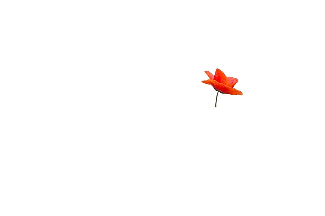 poppy, beautiful flowers, baby's breath