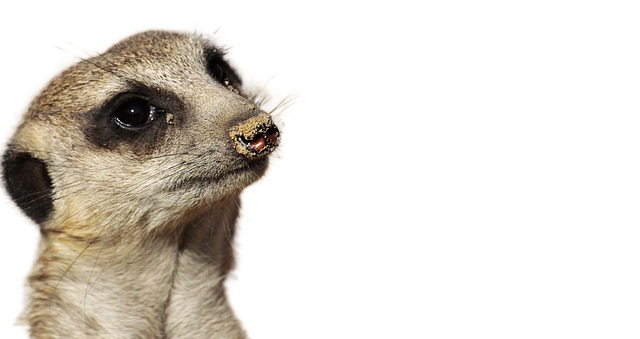 meerkat, animal, wild animal 猫鼬,动物,野生动物