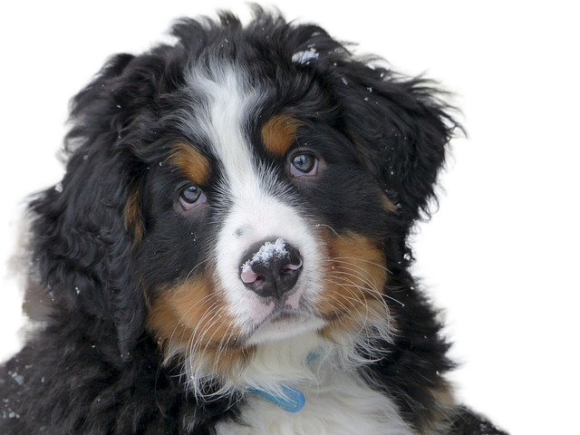 dog, puppy, pet 狗,狗,宠物