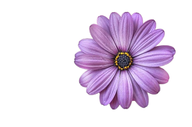 flower, purple, petals 花,紫色的花瓣