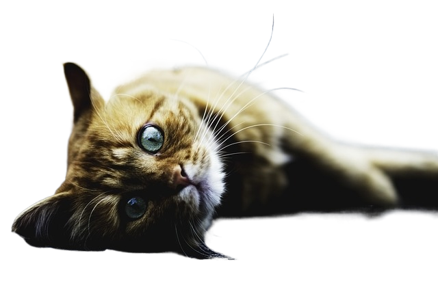 cat, animal, domestic