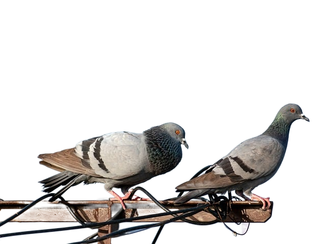 birds, pigeon, ornithology 鸟、鸽子、鸟类学