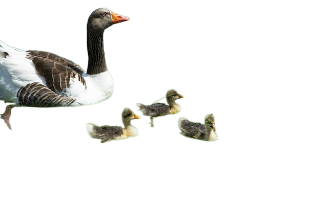 ducks, ducklings, birds 鸭子,鸭子,鸟类