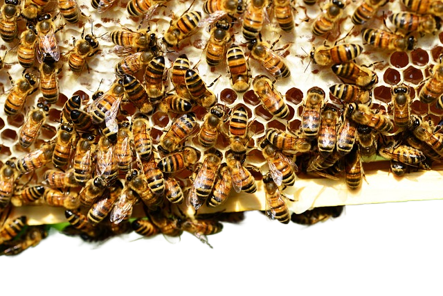 honey bees, insects, hive 蜜蜂,昆虫,蜂巢