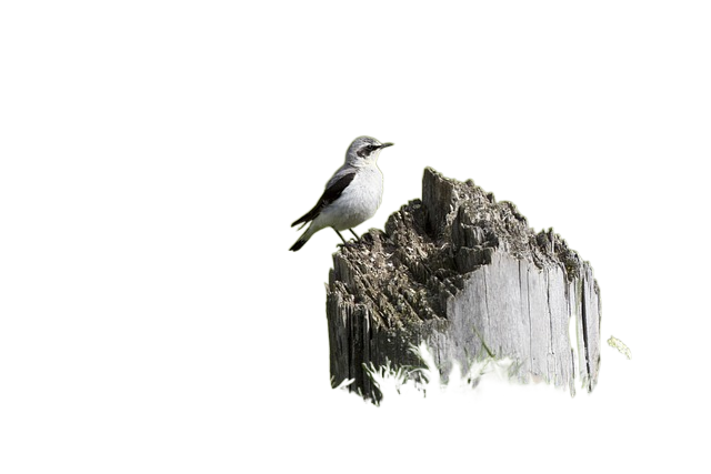 wild bird, 朽木, meadow Wild bird, deadwood, meadow