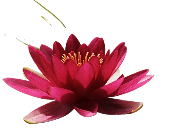 water lily, flower, pond