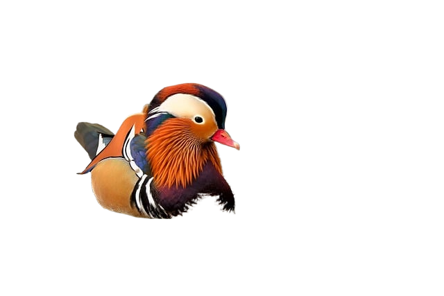 mandarin ducks, duck, bird