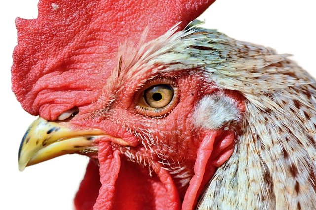 rooster, chicken, poultry 鸡,鸡,家禽