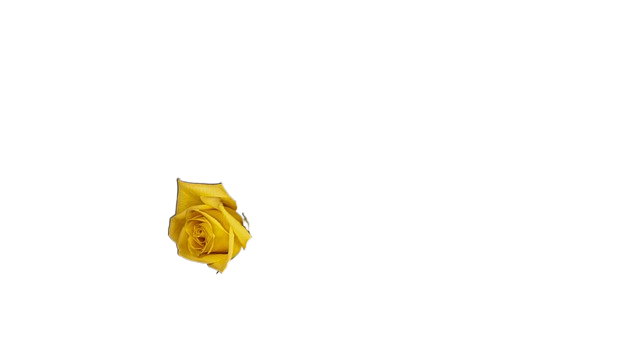 piano, rose, yellow rose 钢琴、玫瑰、黄玫瑰