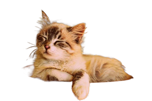 kitten asleep in a pot, beautiful cat asleep, pet portrait 小猫睡在一锅,美丽的猫睡着了,宠物画像