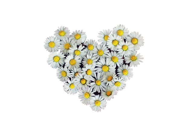 daisies, beautiful flowers, heart