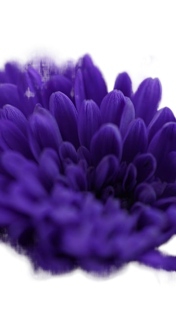 chrysanthemum, flower, purple flower