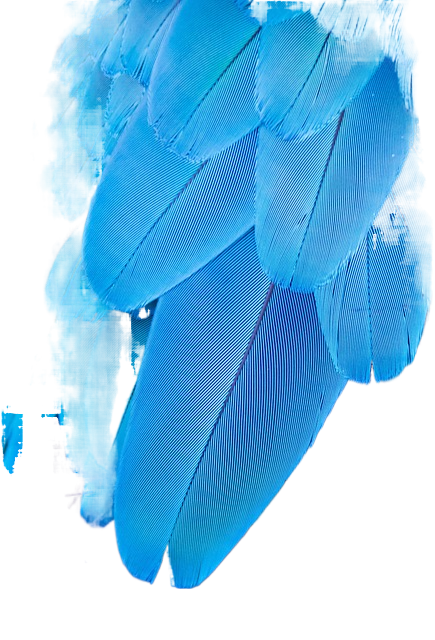 blue feather, bird, macaw 蓝色的羽毛,鸟,金刚鹦鹉