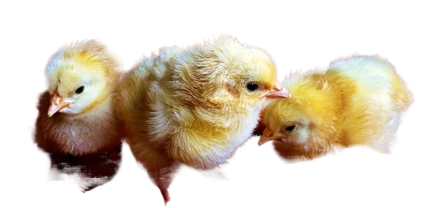 chicks, young, birds