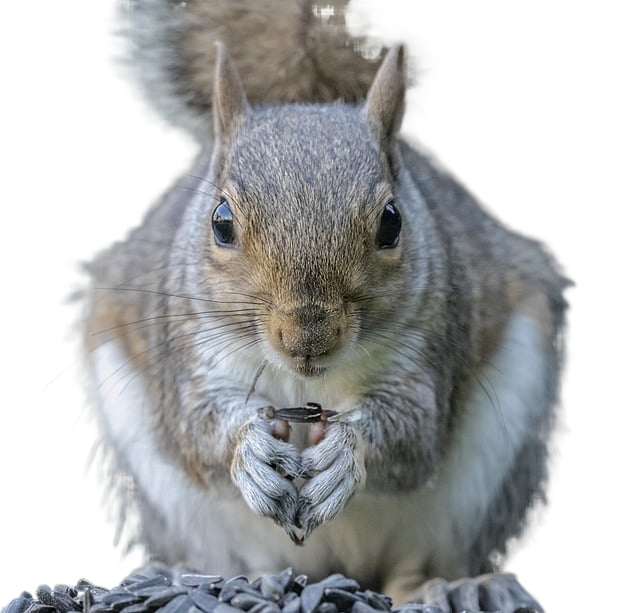 squirrel, animal, garden