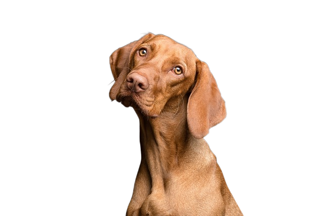 dog, pet, canine 狗,宠物,狗