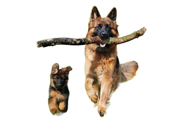 shepherd dog, dog, domestic animal 牧羊犬,狗,家畜