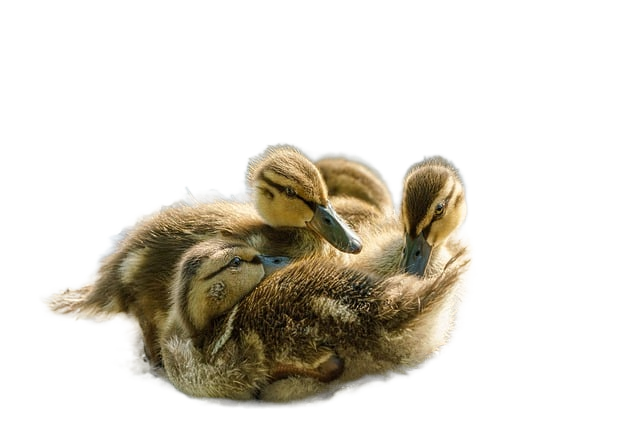 ducks, ducklings, lake 鸭子,鸭子,湖