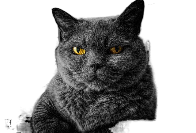 cat, cat's eyes, gray cat 猫,猫的眼睛,灰色的猫