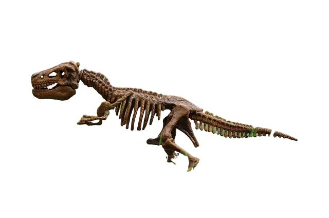 dinosaur, bones, rex