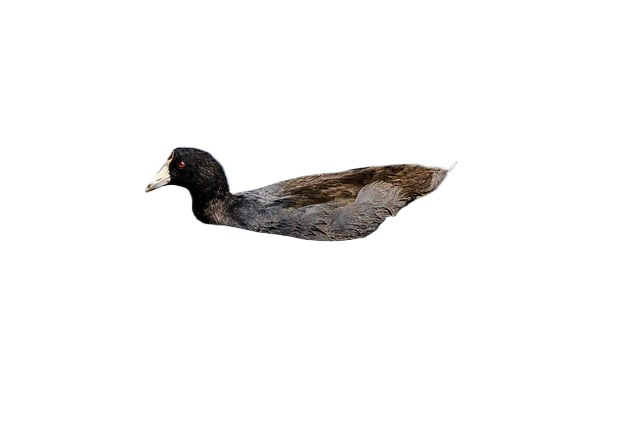 mallard, lake, duck