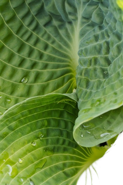 plant, leaves, hosta