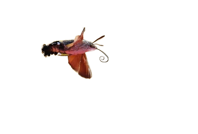 hummingbird hawk moth, moth, zinnia