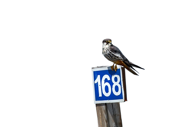 wild bird, strawberries falcon, road number plate