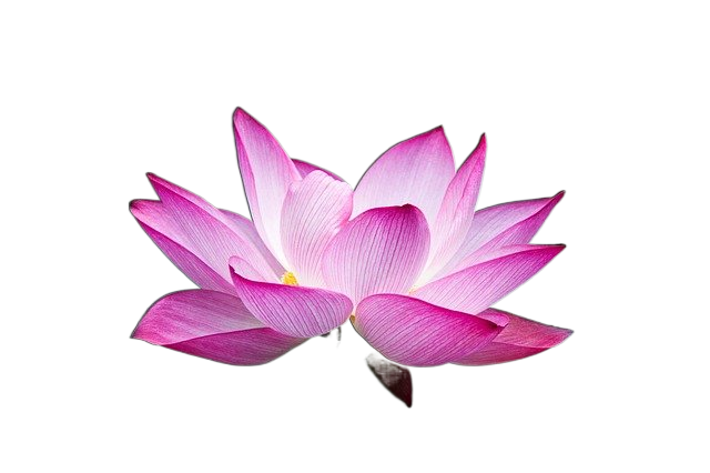 lotus, flower, bloom 荷花,花,开花
