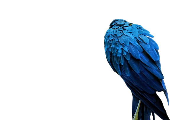macaw, nature, bird