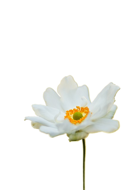 anemone, flower, nature