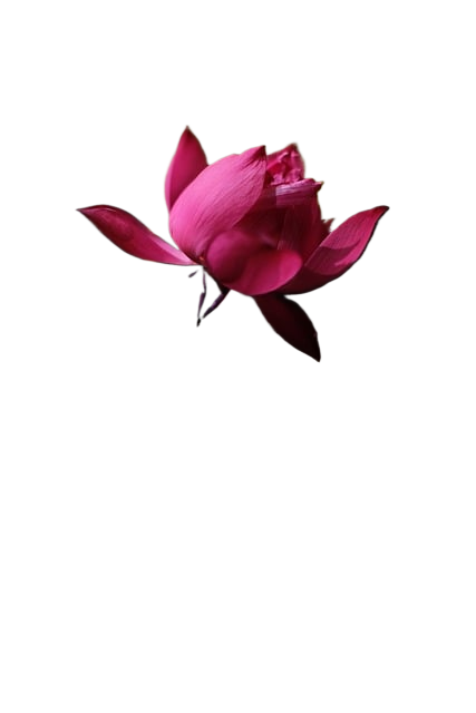 flower, lotus, bloom