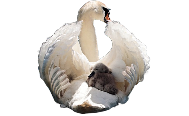 swan, baby swan, white 天鹅,天鹅宝宝,白色