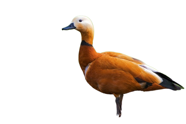 ruddy shelduck, duck, bird 红润的雌麻鸭、鸭、鸟