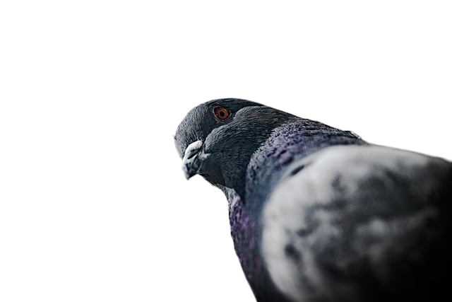 pigeon, bird, animal