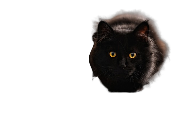 maine coon, cat, cat's eyes 缅因库恩猫,猫的眼睛