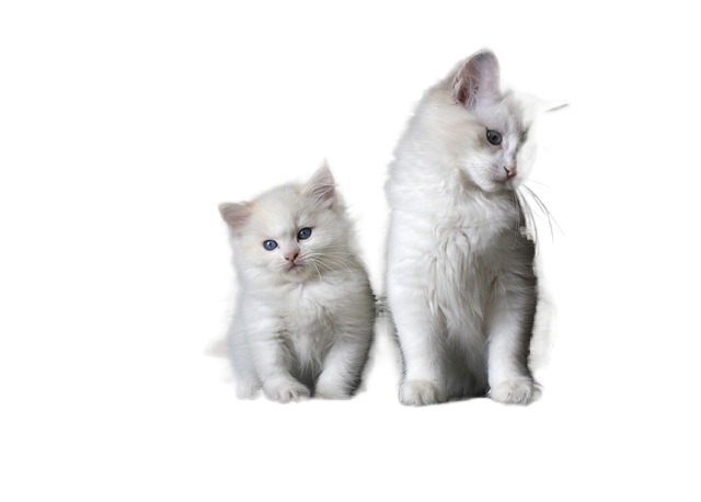 cat, kitten, feline