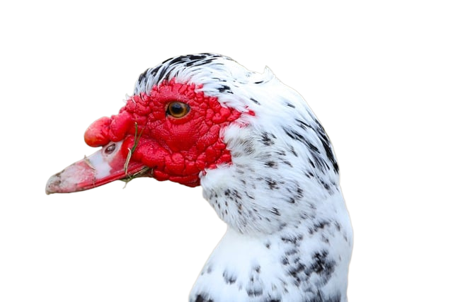 duck, waterfowl, white