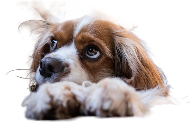 dog, puppy, pet 狗,狗,宠物