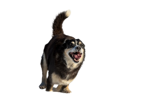 dog, canine, run