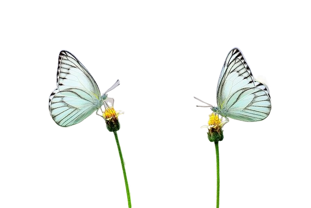 butterflies, flowers, pollinate 蝴蝶,花朵,授粉