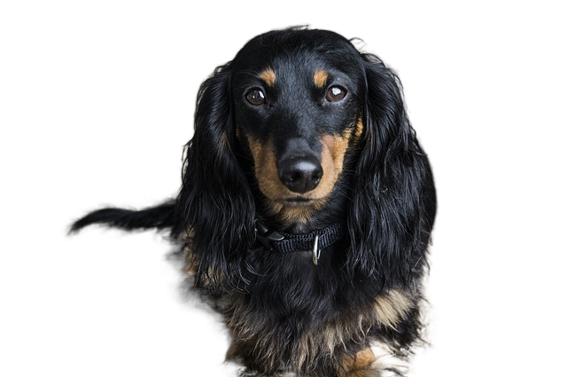 dog, dachshund, pet 腊肠狗,宠物