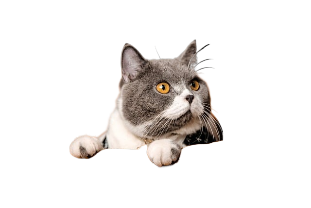 animal, cat, mammal